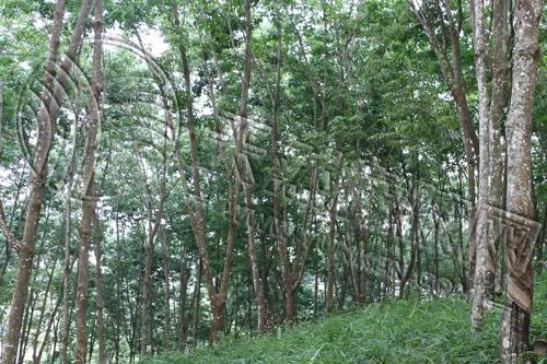 橡胶：市场震荡持续 现货库存增加影响价格走势